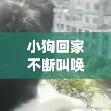 小狗回家不断叫唤,小狗回家后一直叫